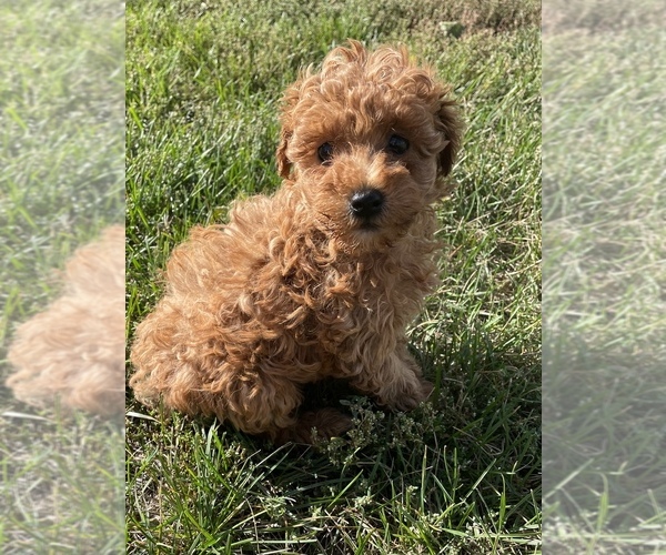 Medium Photo #1 Poodle (Toy) Puppy For Sale in PLATTE, SD, USA