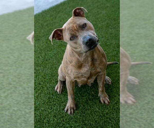 Medium Photo #2 Mutt Puppy For Sale in Baytown, TX, USA