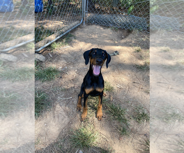 Medium Photo #9 Doberman Pinscher Puppy For Sale in KELLYTON, AL, USA