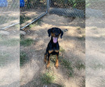Beautiful Black - Female Doberman Pinscher Puppy for Sale - Photo #9