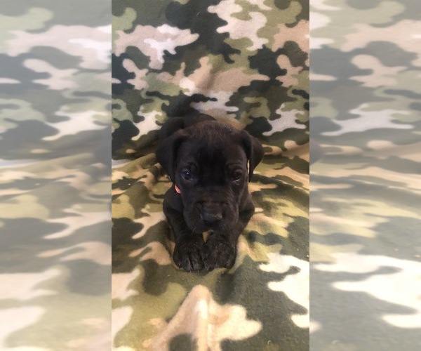 Medium Photo #1 Great Dane Puppy For Sale in BARSTOW, CA, USA