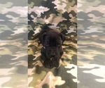 Small Photo #1 Great Dane Puppy For Sale in BARSTOW, CA, USA