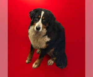 Bernese Mountain Dog Dogs for adoption in Palatine/Kildeer/Buffalo grove, IL, USA