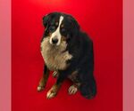 Small Bernese Mountain Dog