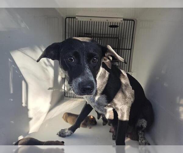 Medium Photo #1 Catahoula Leopard Dog-Unknown Mix Puppy For Sale in Houston, TX, USA