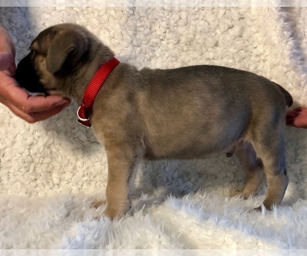 Medium Photo #22 Cane Corso Puppy For Sale in HESPERIA, CA, USA