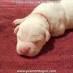 Small Photo #185 Dogo Argentino Puppy For Sale in PINEVILLE, MO, USA