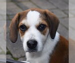 Small #7 Beagle Mix