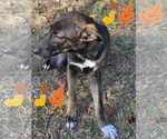 Small #34 Mutt