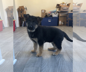 German Shepherd Dog Puppy for sale in PARAGON, IN, USA