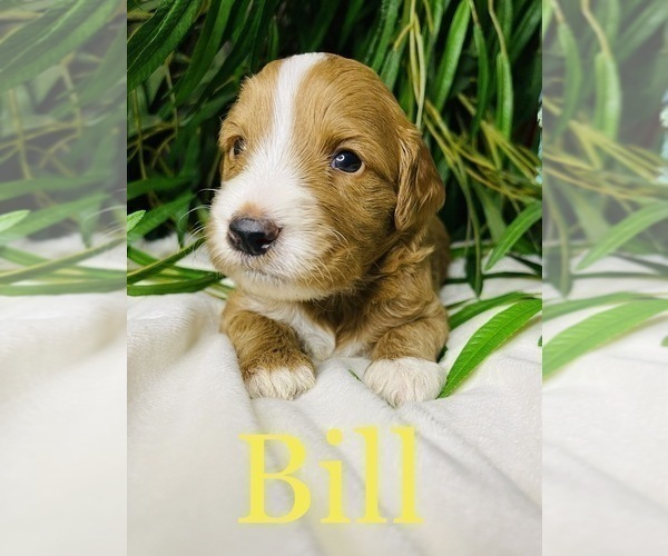 Medium Photo #3 Goldendoodle (Miniature) Puppy For Sale in HENDERSONVILLE, NC, USA