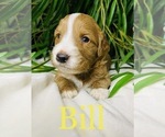 Small Photo #3 Goldendoodle (Miniature) Puppy For Sale in HENDERSONVILLE, NC, USA