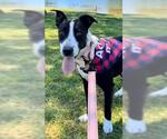 Small #1 American Pit Bull Terrier Mix
