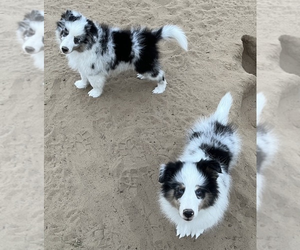 Medium Photo #21 Shetland Sheepdog Puppy For Sale in FORT MORGAN, CO, USA