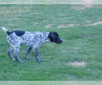 Puppy 1 German Shorthaired Pointer