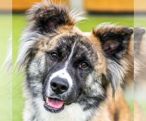 Collie-Unknown Mix Dogs for adoption in Hilton Head, SC, USA