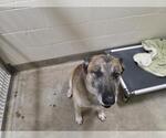 Small German Shepherd Dog Mix