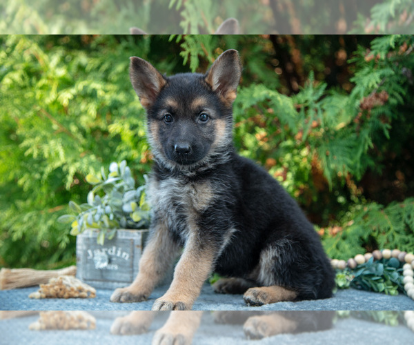 Medium Photo #3 German Shepherd Dog Puppy For Sale in BREMEN, IN, USA
