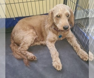 Mother of the Goldendoodle (Miniature) puppies born on 12/19/2025