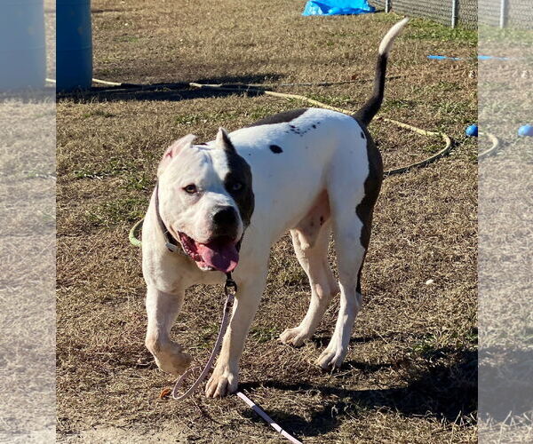 Medium Photo #6 American Pit Bull Terrier-Unknown Mix Puppy For Sale in Virginia Beach, VA, USA