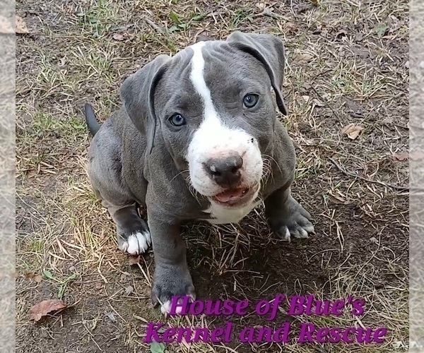 Medium Photo #13 American Pit Bull Terrier Puppy For Sale in DELAWARE, OH, USA