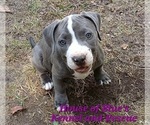 Small #12 American Pit Bull Terrier
