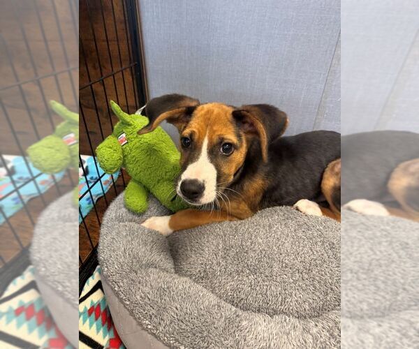 Medium Photo #1 Mutt Puppy For Sale in Hilton Head, SC, USA