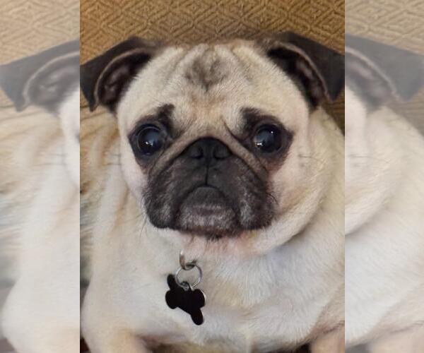 Medium Photo #1 Pug Puppy For Sale in Elizabeth City, NC, USA