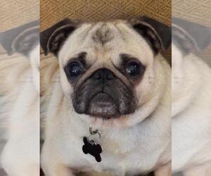 Pug Dogs for adoption in Elizabeth City, NC, USA