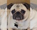 4021 - 2026 Gizmo - Male Pug Dog for Adoption - Small photo