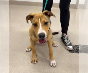 American Pit Bull Terrier-Rhodesian Ridgeback Mix Dogs for adoption in Baytown, TX, USA