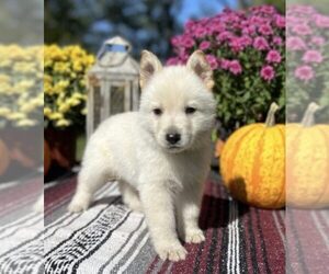 German Shepherd Dog Puppy for sale in MOUNT STERLING, OH, USA