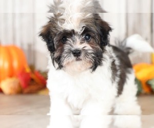 Havanese Puppy for sale in MOUNT VERNON, OH, USA
