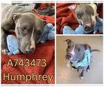 Small #2 American Staffordshire Terrier Mix