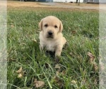 Puppy Texan Labrador Retriever