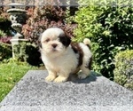 Puppy 3 Shih Tzu