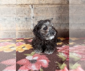 Pom-A-Poo Puppy for sale in VERMONTVILLE, MI, USA