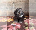 Image preview for Ad Listing. Nickname: Pomapoo