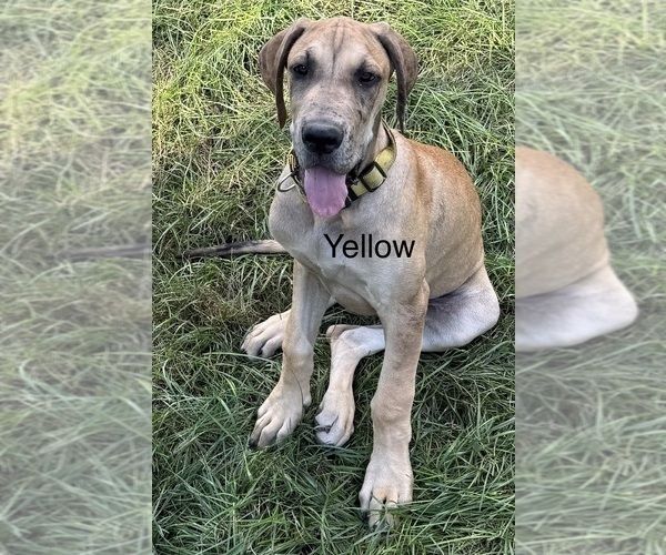 Medium Photo #1 Great Dane Puppy For Sale in GALLOWAY, OH, USA
