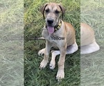 Puppy Yellow Collar Great Dane