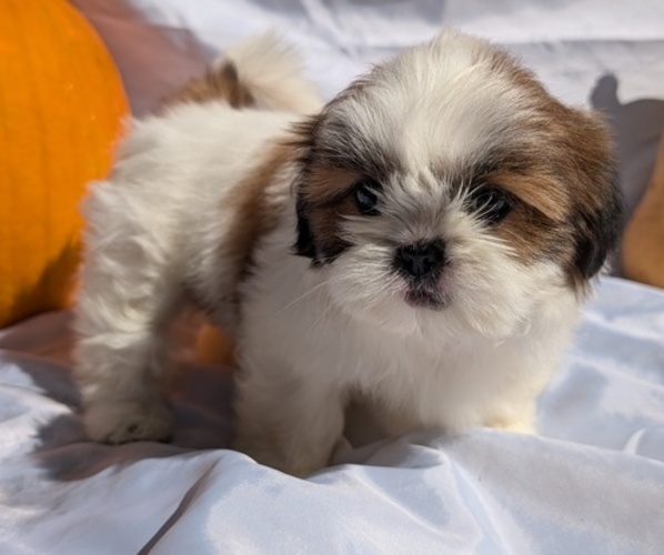 Medium Photo #1 Shih Tzu Puppy For Sale in GOSHEN, IN, USA