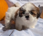 Puppy Daisy Shih Tzu