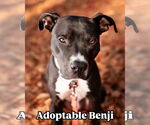 Small #1 American Pit Bull Terrier