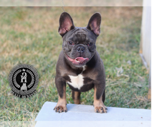 French Bulldog Puppy for sale in HOUSTON, TX, USA