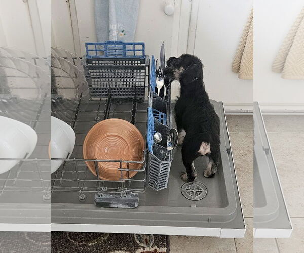 Medium Photo #4 Mutt Puppy For Sale in Corona, CA, USA