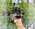Small Photo #2 Cavapoo Puppy For Sale in ROCKY MOUNT, NC, USA