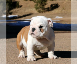 English Bulldog Puppy for sale in STRATTON, CO, USA