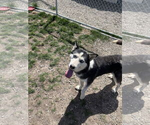 - Mix Dogs for adoption in Emmett, ID, USA