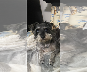 Father of the Schnauzer (Miniature) puppies born on 10/30/2025