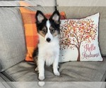 Image preview for Ad Listing. Nickname: Spruce